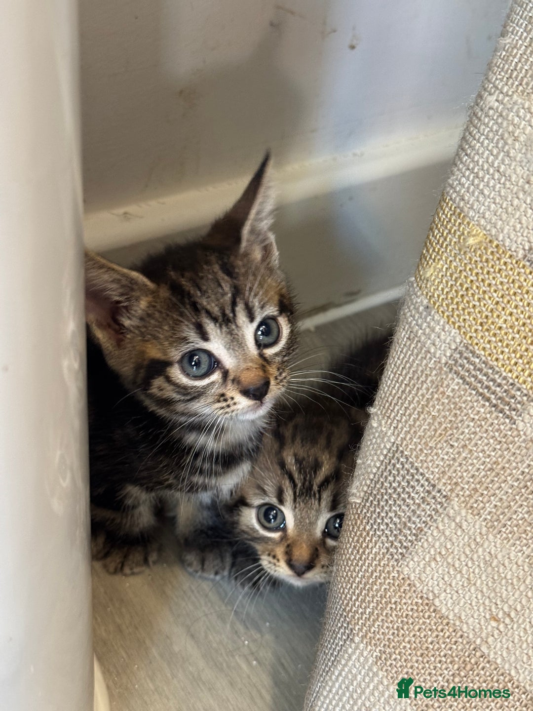 Mixed Breed cats for sale: European shorthair tabby cross kittens available.  - Image 14