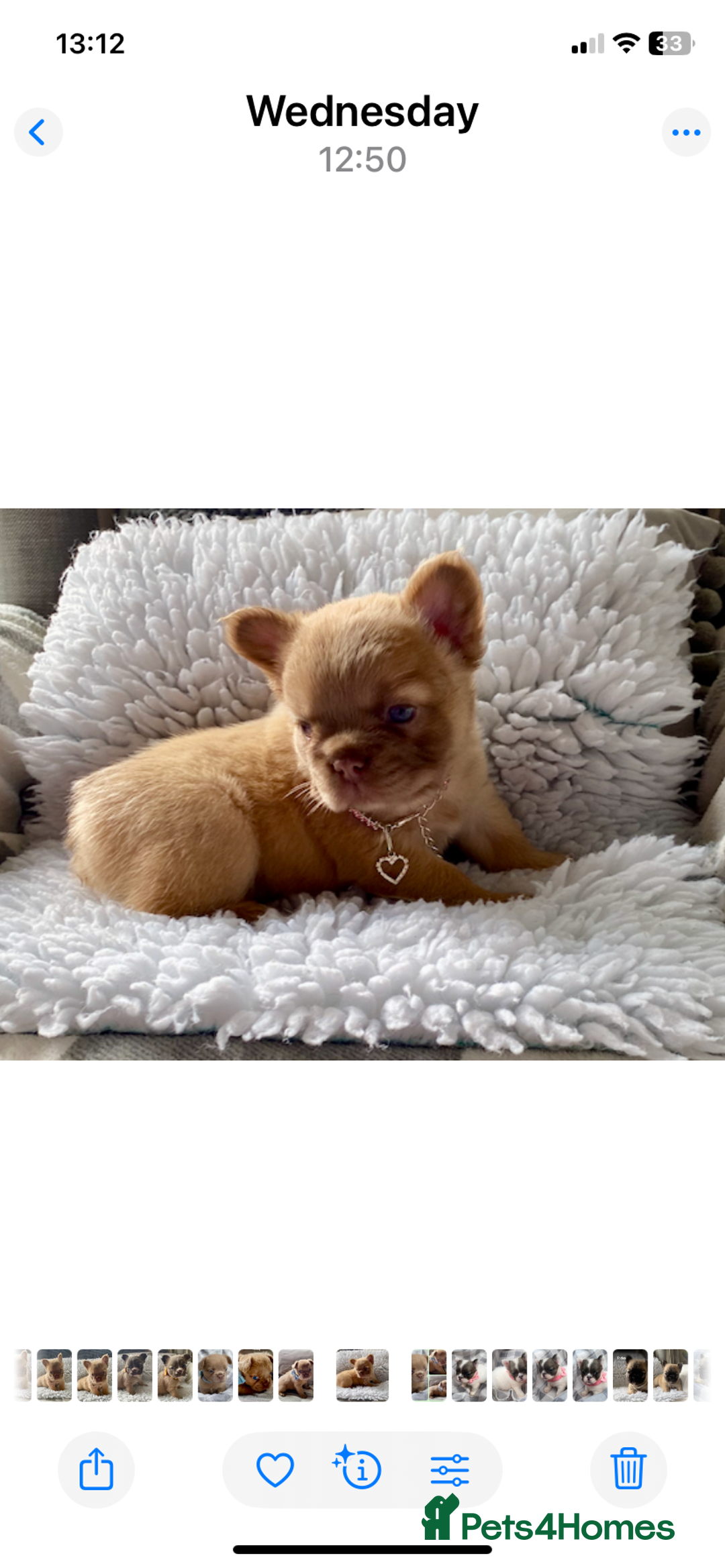 French Bulldog dogs for sale: Quality health tested/KC fluffy French bulldogs - Image 3