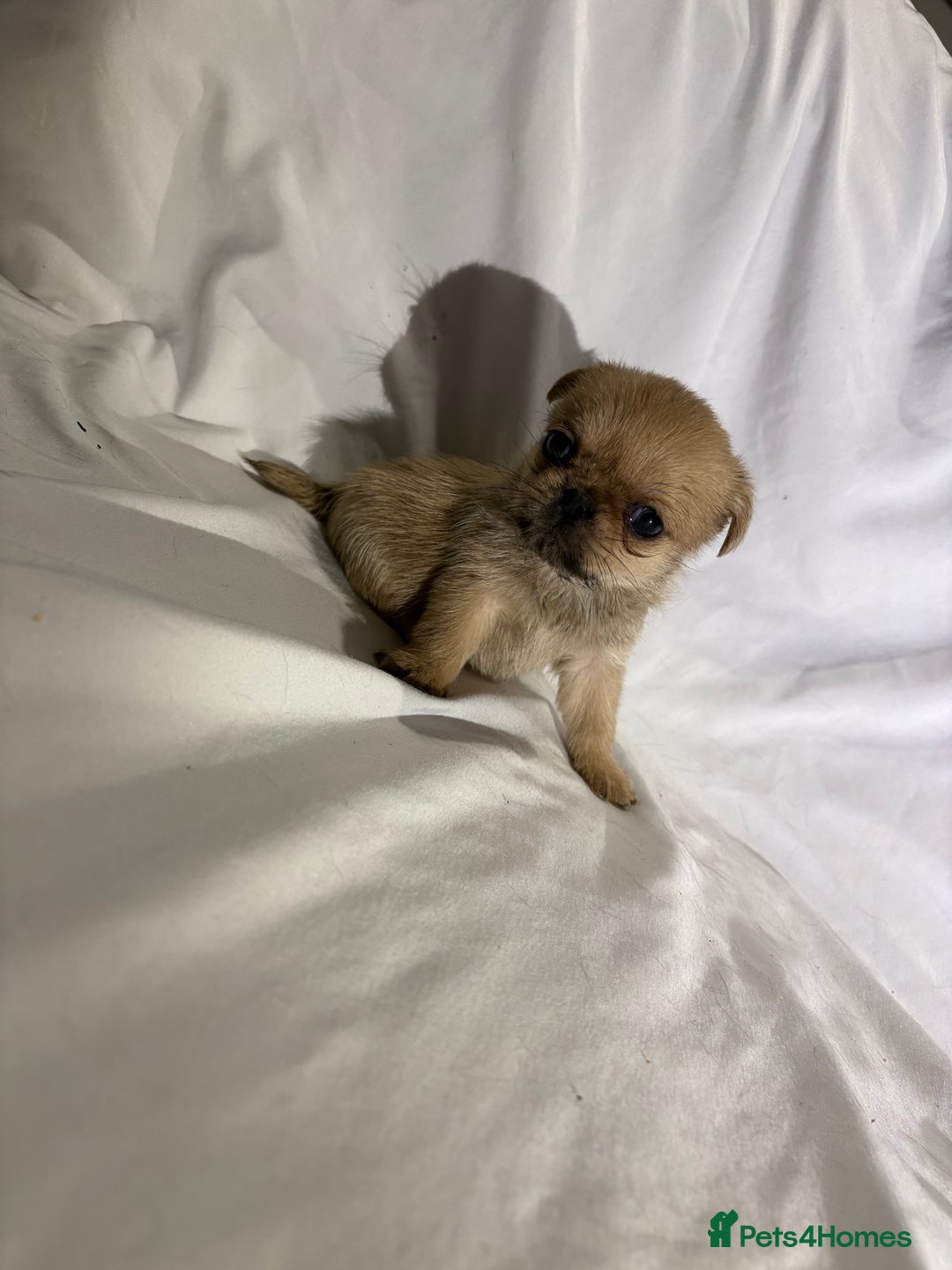 Griffon Bruxellois dogs for sale: Brussels griffons  - Advert 16