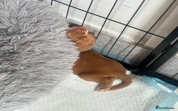 Cocker Spaniel dogs for sale: Cocker spaniel (working cocker spaniel)   - Image 16