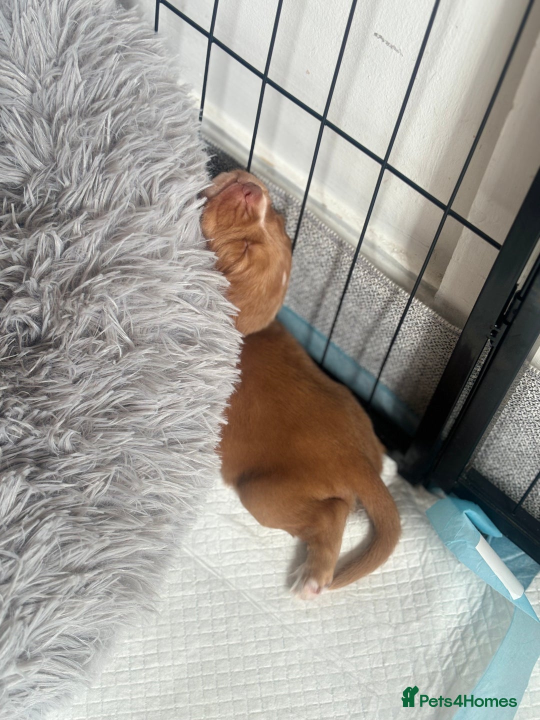 Cocker Spaniel dogs for sale: Cocker spaniel (working cocker spaniel)   - Image 16