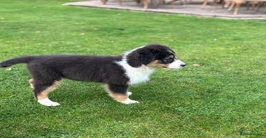 Australian Shepherd dogs - Advert 6