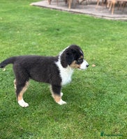 Australian Shepherd dogs - Advert 4