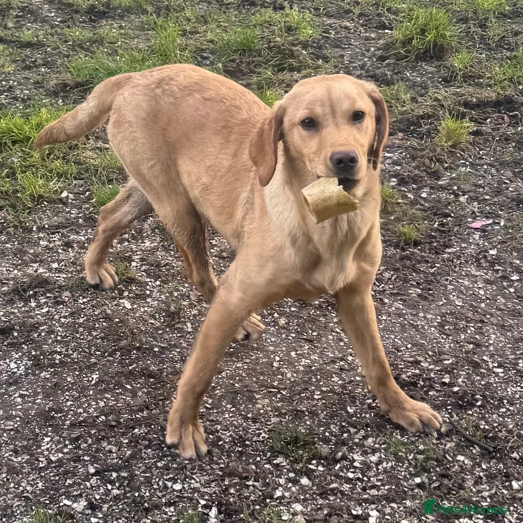 Labrador Retriever dogs for sale: 🧡 Older Yellow & Red RKC Labrador Boys 💛 - Advert 26