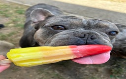 French Bulldog dogs for sale: BonBon & Hugo - Image 2