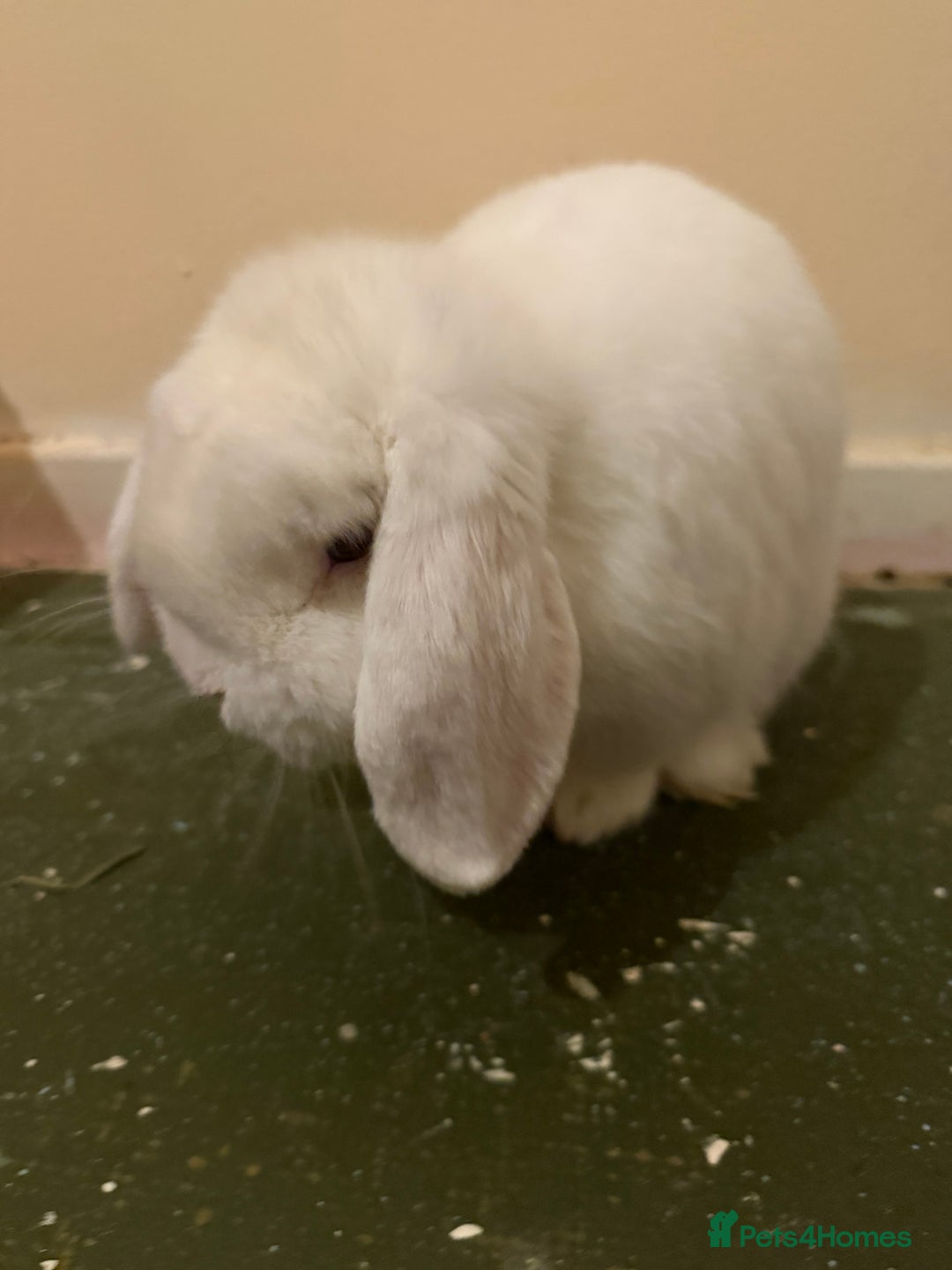 Mini Lop rabbits for sale: Two mini lops male and female  - Advert 5