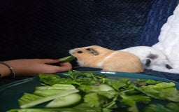 Guinea Pig rodents for sale: Young guinea pig brothers looking for a new home - Image 2