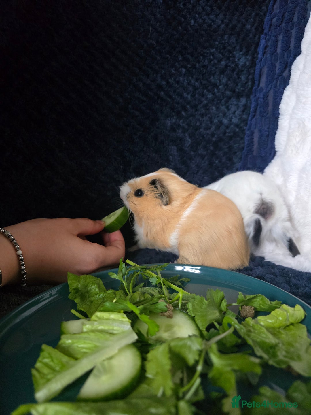 Guinea Pig rodents for sale: Young guinea pig brothers looking for a new home - Image 2