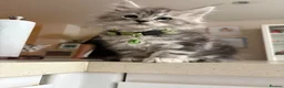 Maine Coon cats for stud: Proven Maine Coon Tulio for stud - Advert 6