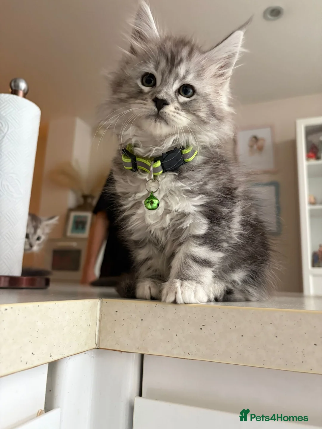 Maine Coon cats for stud: Proven Maine Coon Tulio for stud - Advert 6