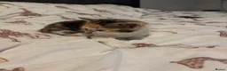 Domestic Shorthair cats for sale: Kittens for sale  - Advert 3
