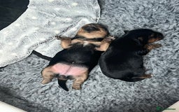 Yorkshire Terrier dogs for sale: Beautiful Mini Yorkshire Terrier two girls  - Image 5