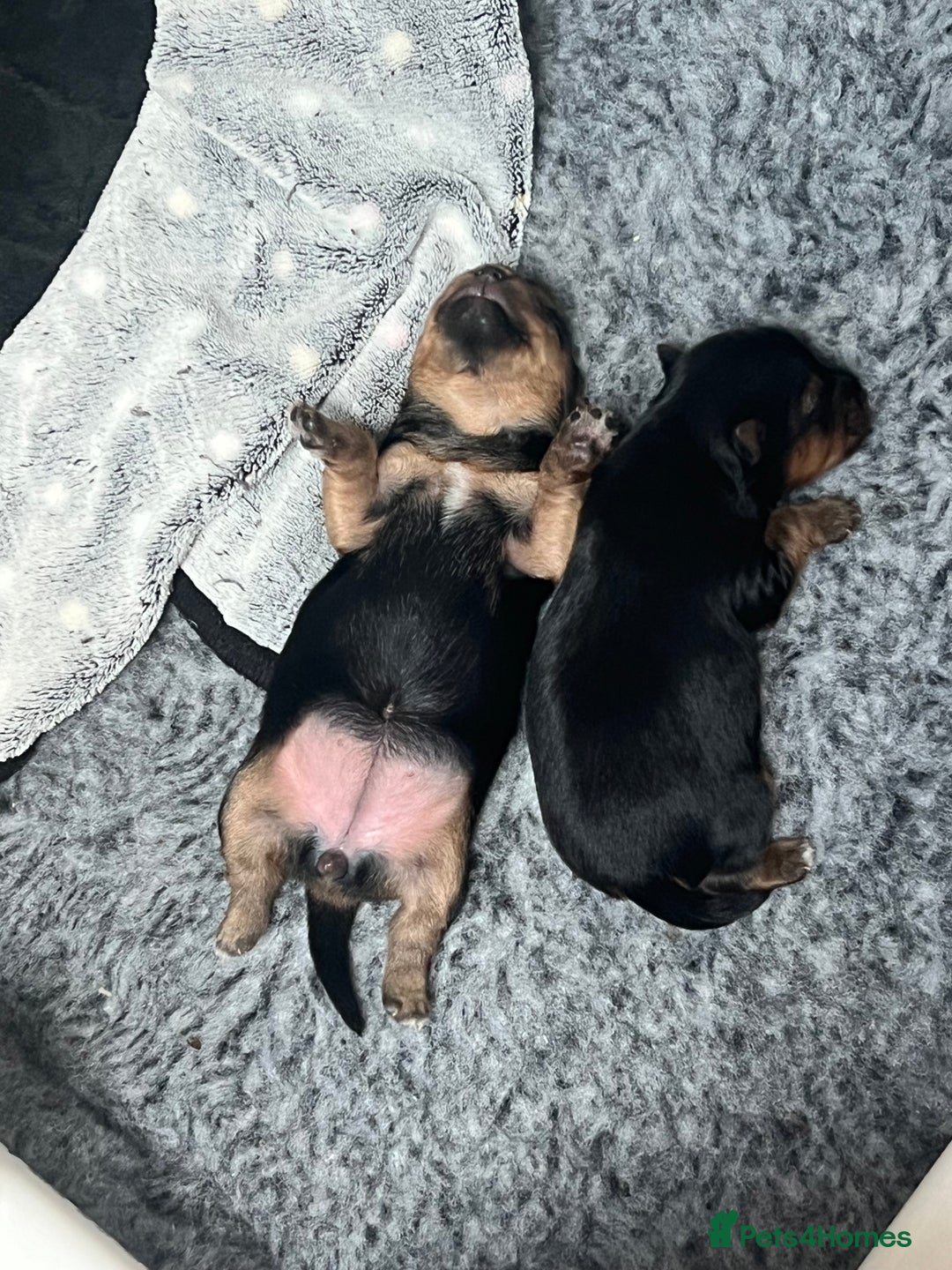 Yorkshire Terrier dogs for sale: Beautiful Mini Yorkshire Terrier two girls  - Image 5