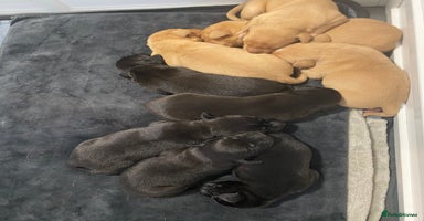 Labrador Retriever dogs - Advert 9