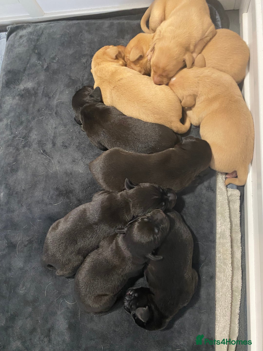 Labrador Retriever dogs for sale: Gorgeous Labrador Puppies   - Image 2