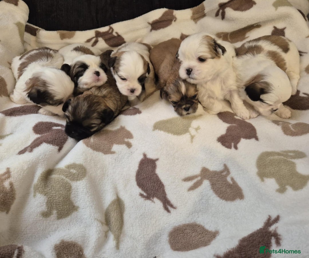 Shih Tzu dogs for sale: Beautiful Shih-tzu's - Image 2