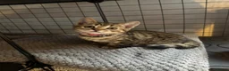Mixed Breed cats for sale: British shorthair/bengal both mum&dad can be seen - Advert 18