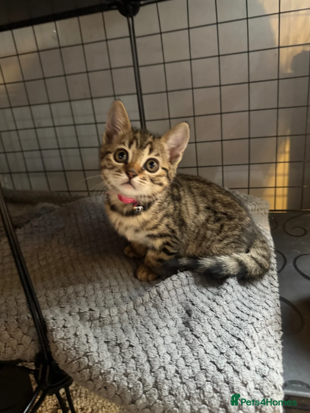 Mixed Breed cats for sale: British shorthair/bengal both mum&dad can be seen - Advert 18