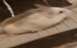Hamster rodents for sale: Dwarf hamster - Image 5