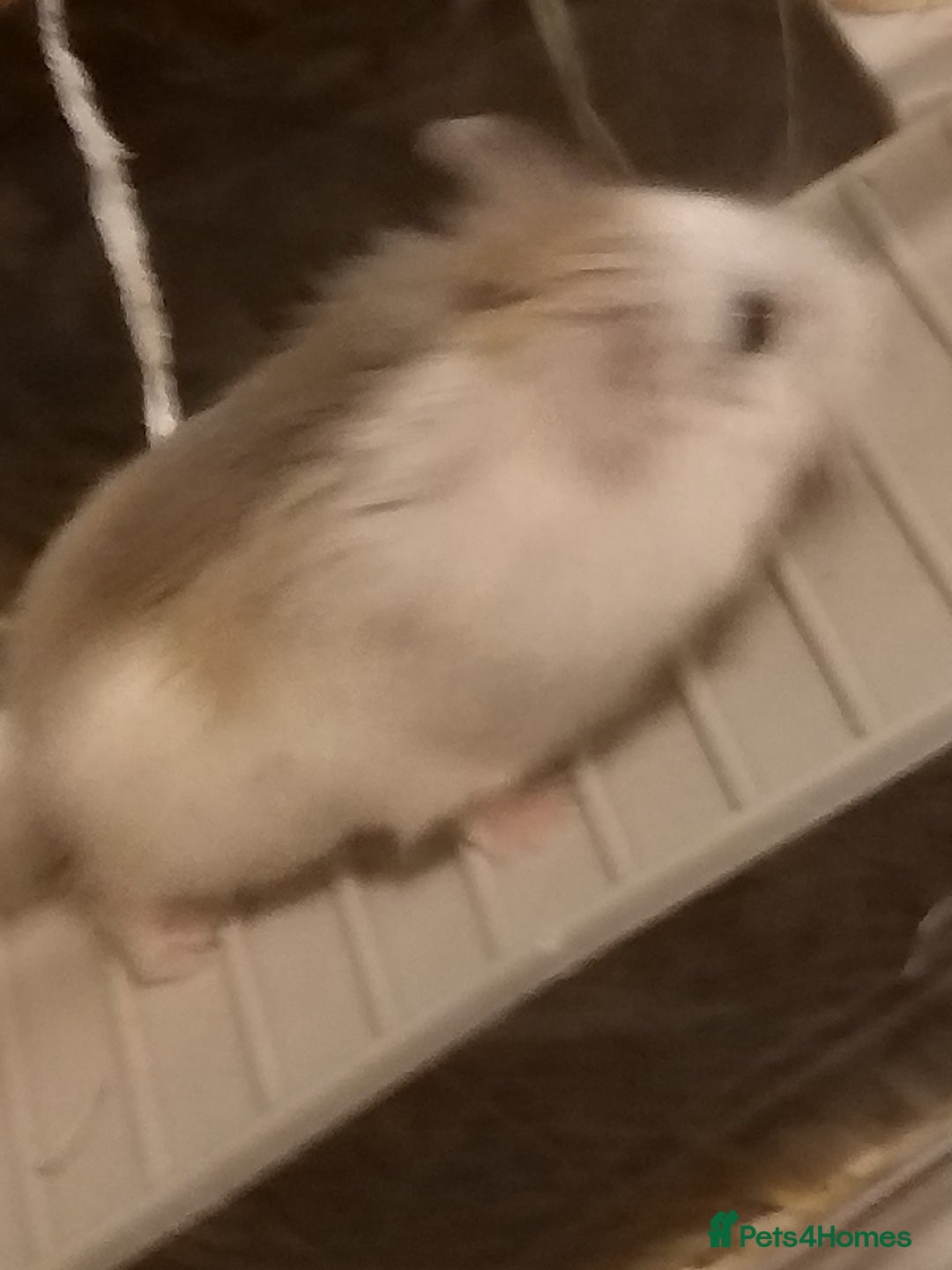 Hamster rodents for sale: Dwarf hamster - Image 5