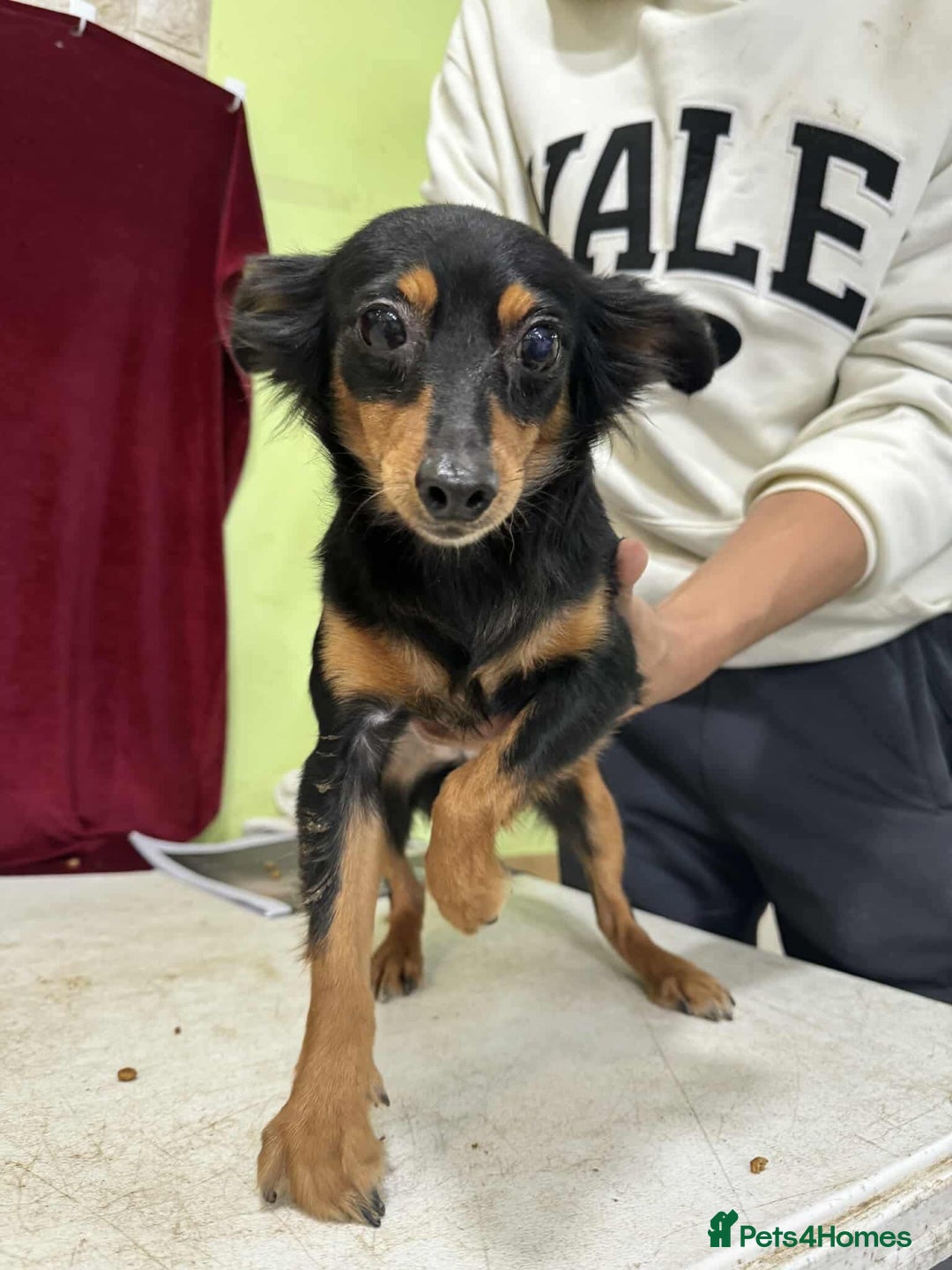 Miniature Pinscher dogs for adoption: rosie 5 years  mini pincher meat trade  survivor - Image 2