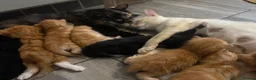 Mixed Breed cats for sale: Ready Saturday - Gorgeous Ragdoll X Ginger Kitten - Advert 17
