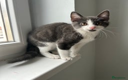 Russian Blue cats for sale: Incredible kittens  - Image 10