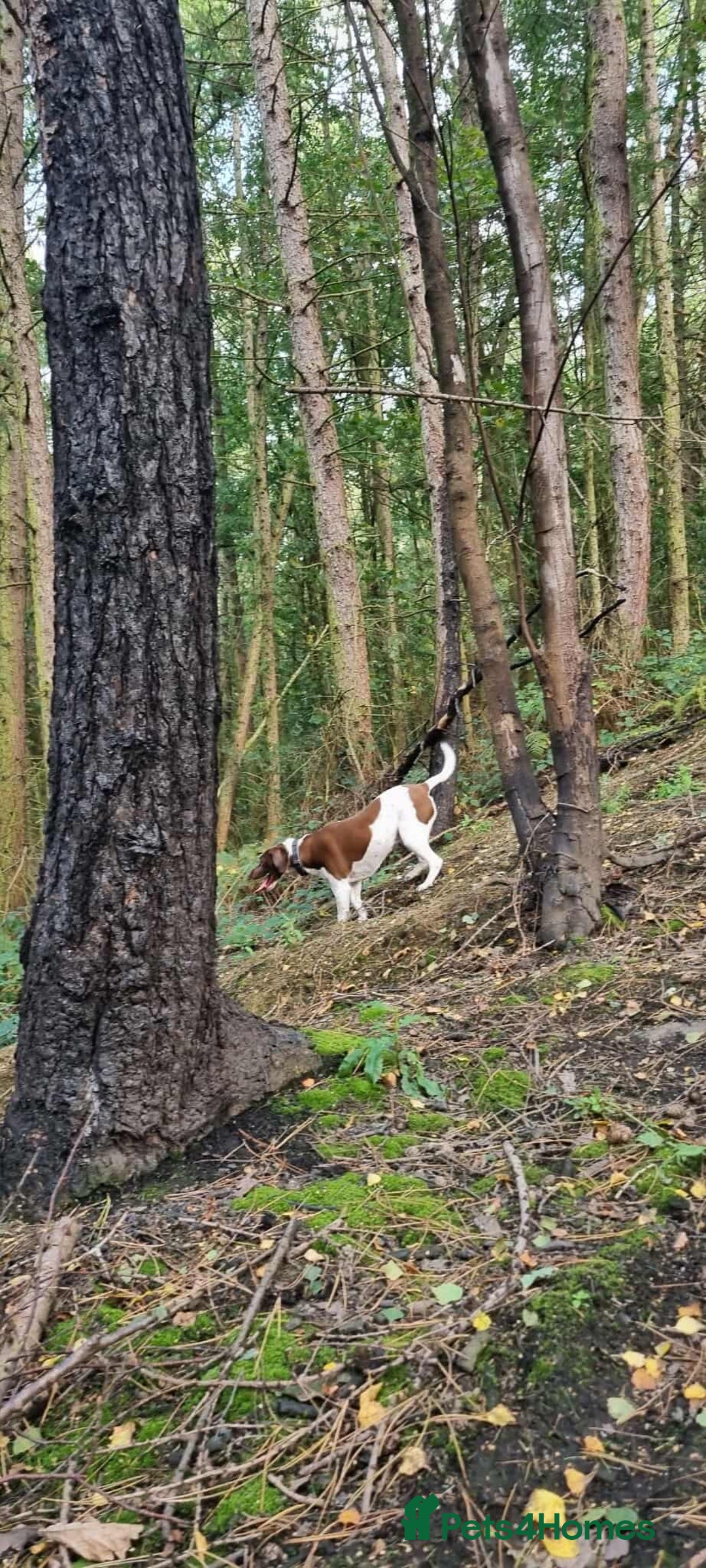 Mixed Breed dogs for sale: I'm looking for a loving home.  - Image 3