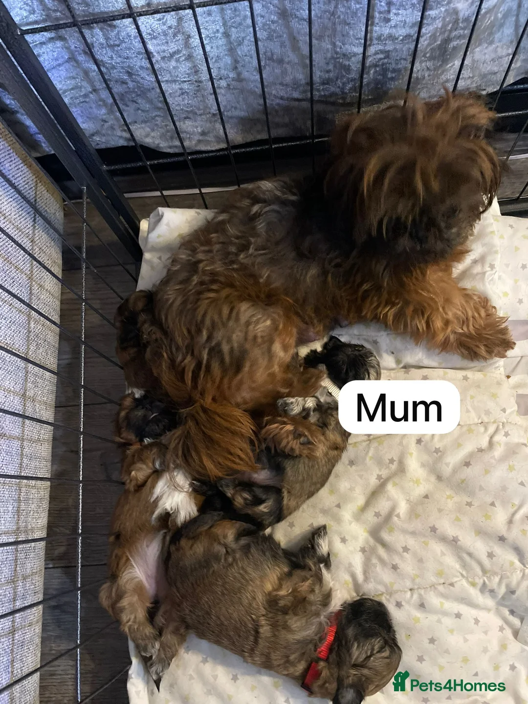 Shih Tzu dogs for stud: Shih Tzu for stud - Advert 12