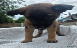 Belgian Shepherd Dog dogs for sale: belguim malinois free training provided - Image 18