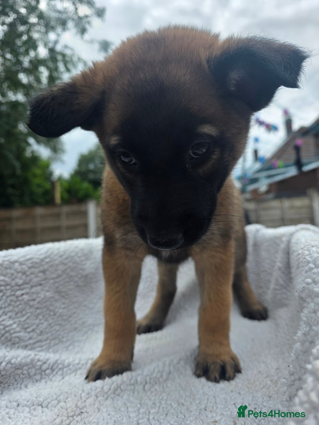 Belgian Shepherd Dog dogs for sale: belguim malinois free training provided - Image 18