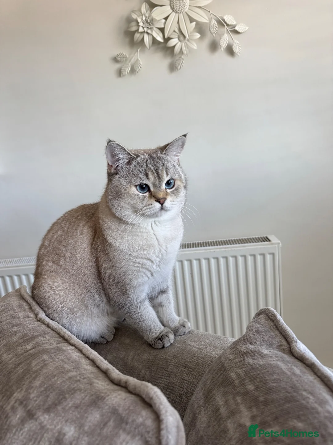 Mixed Breed cats for sale: Scottish Fold/ British Shorthair in Barnet - Advert 2