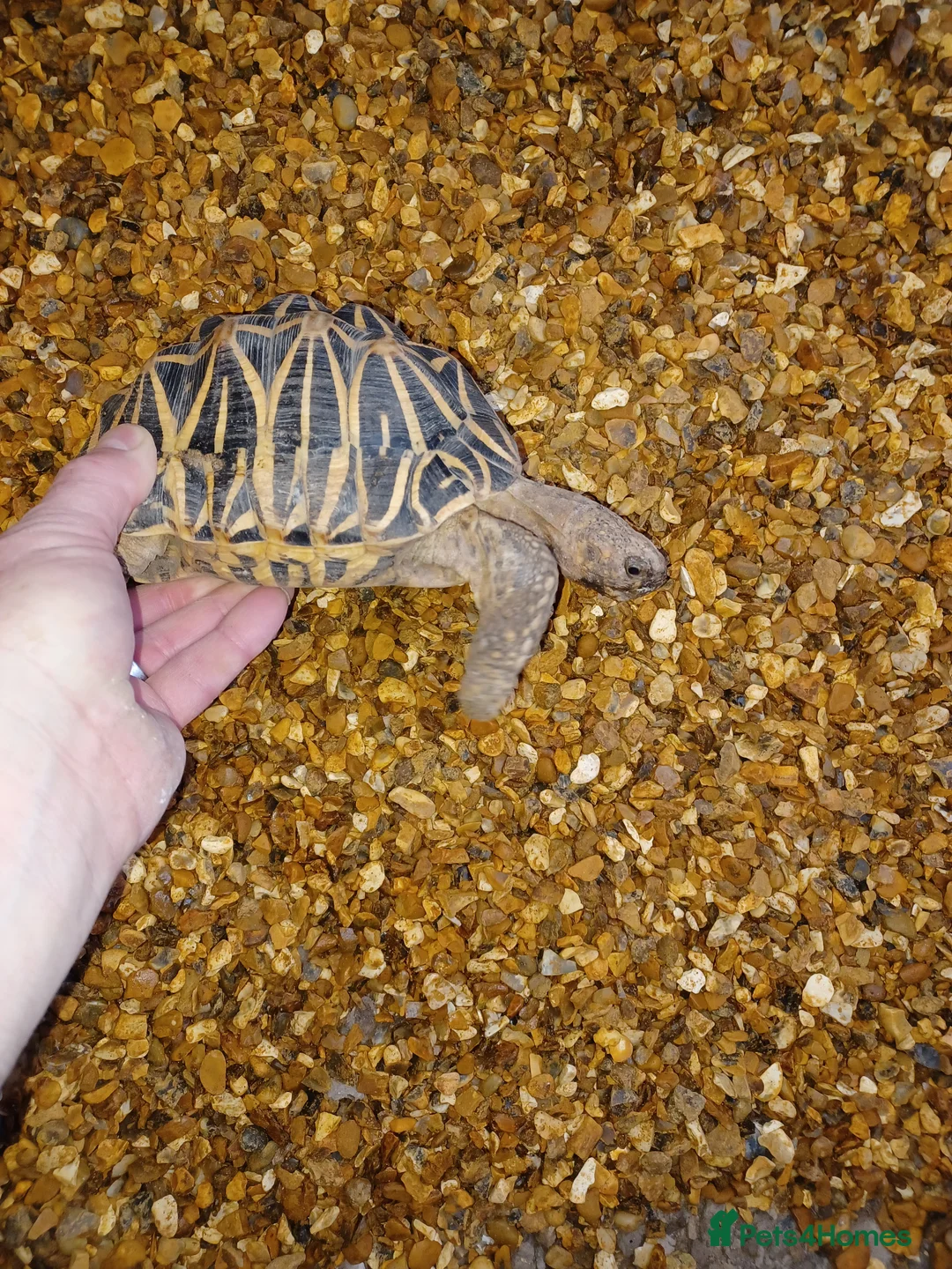 Tortoise reptiles for sale: MALE INDIAN STAR TORTOISE UK BRED 2010 - Advert 4