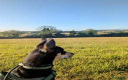 Mixed Breed dogs for adoption: Oreo - sweet little lad - Advert 2