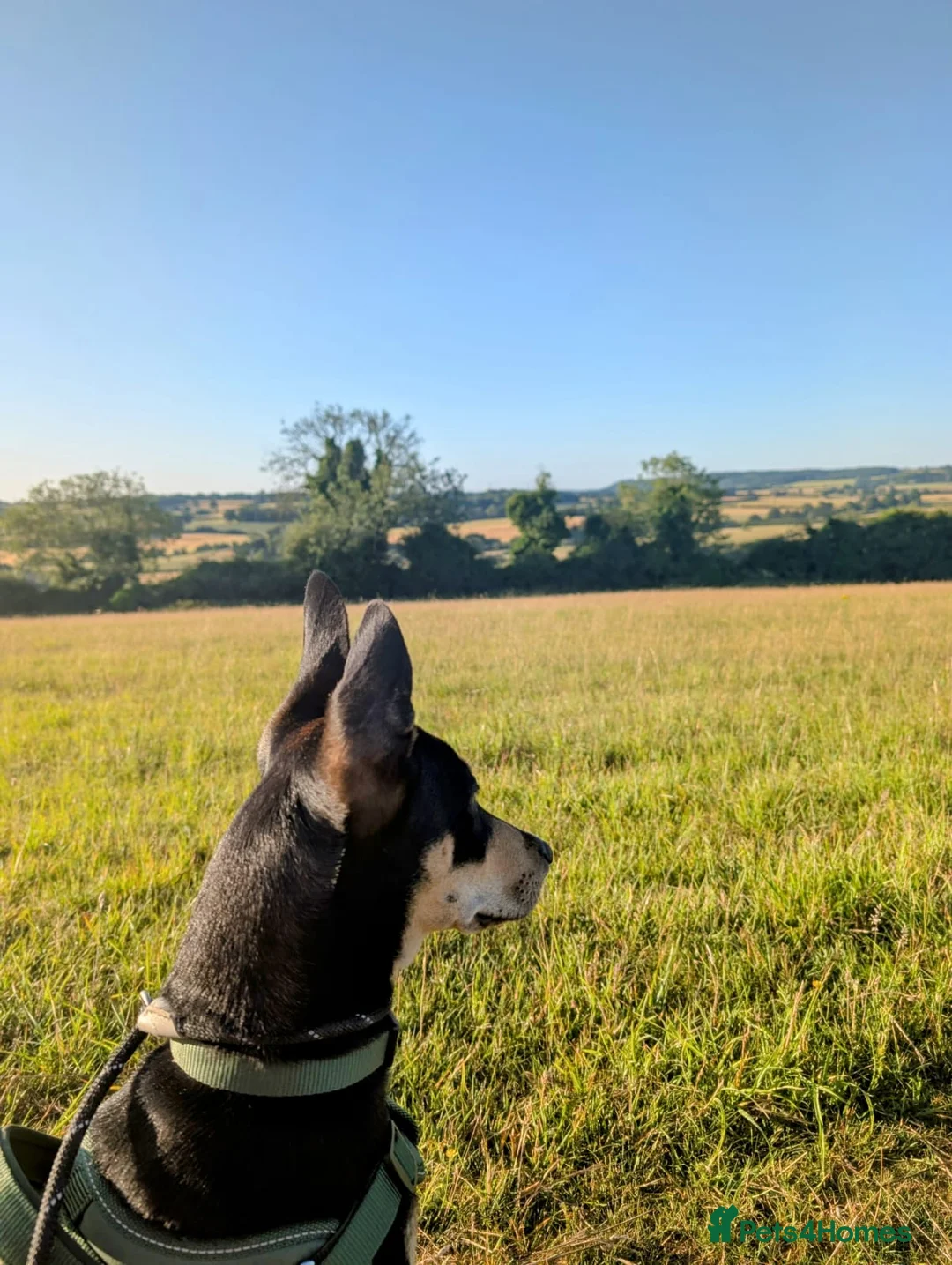 Mixed Breed dogs for adoption: Oreo - very sweet lad - Advert 3