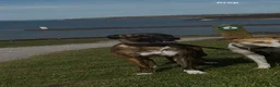 Lurcher dogs for sale: Collie bull greyhounds  - Advert 1