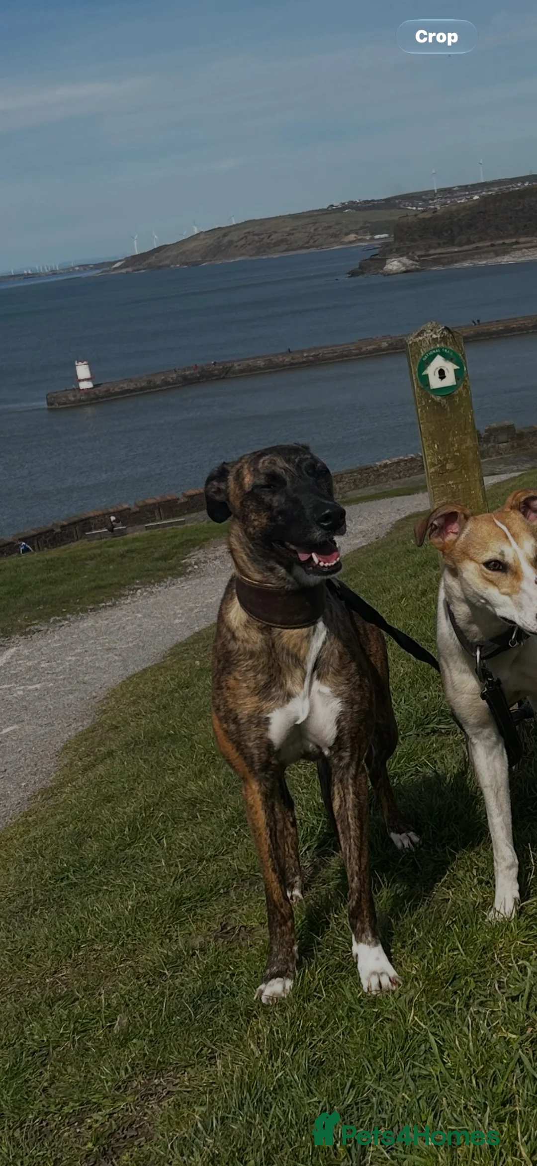 Lurcher dogs for sale: Collie bull greyhounds  - Advert 1