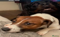 Jack Russell dogs for stud: Jack Russell Stud - Image 4