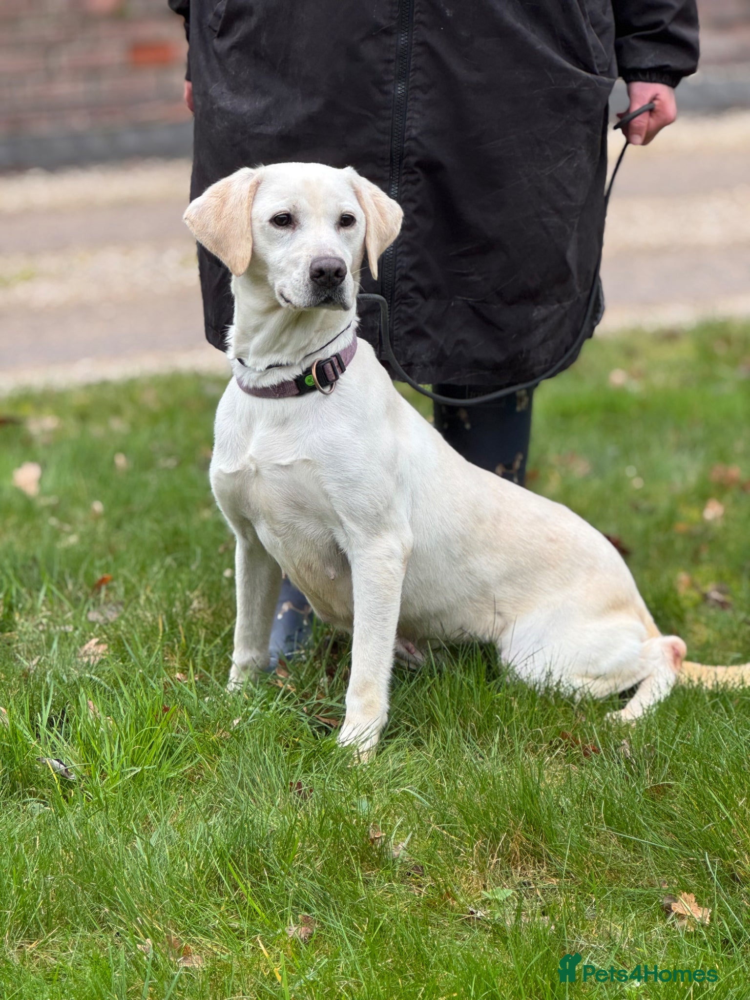 Labrador Retriever dogs Labrador Adult KC Females, Health Tested - Advert 15