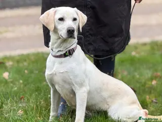 Labrador Retriever dogs Labrador Adult KC Females, Health Tested - Advert 15