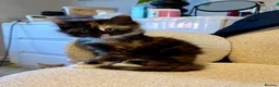 Mixed Breed cats for sale: Adorable fluffy tortoiseshell girl  - Advert 6