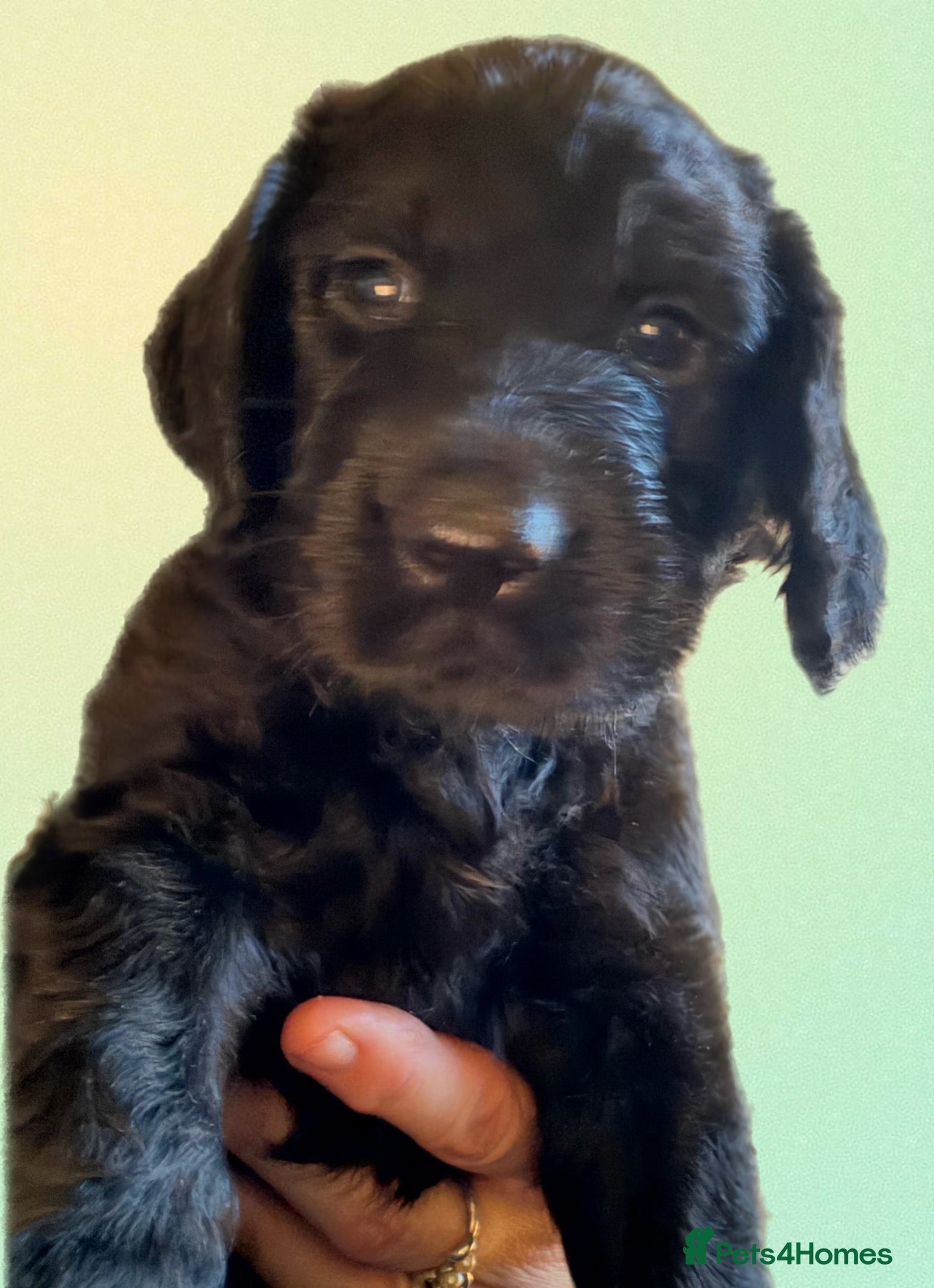 Mixed Breed dogs Stunning litter of Gordon Doodles. - Advert 2