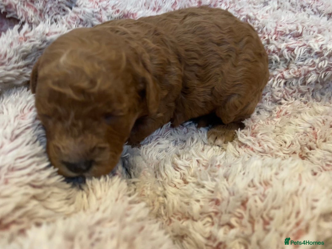 Cavapoo dogs for sale: FB2 cavapoo puppies-1 girl available  - Advert 11