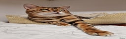 Bengal cats for stud: Bengal cat for stud, Calvin. in Peterborough - Advert 14