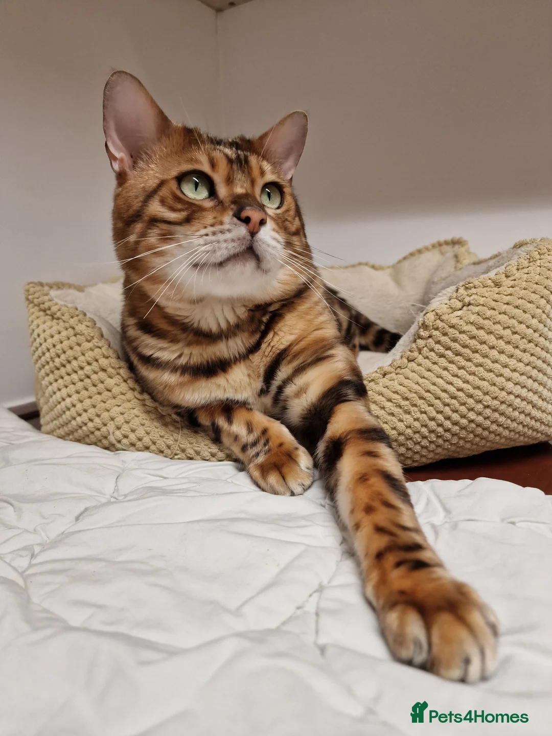 Bengal cats for stud: Bengal cat for stud, Calvin. in Peterborough - Advert 15