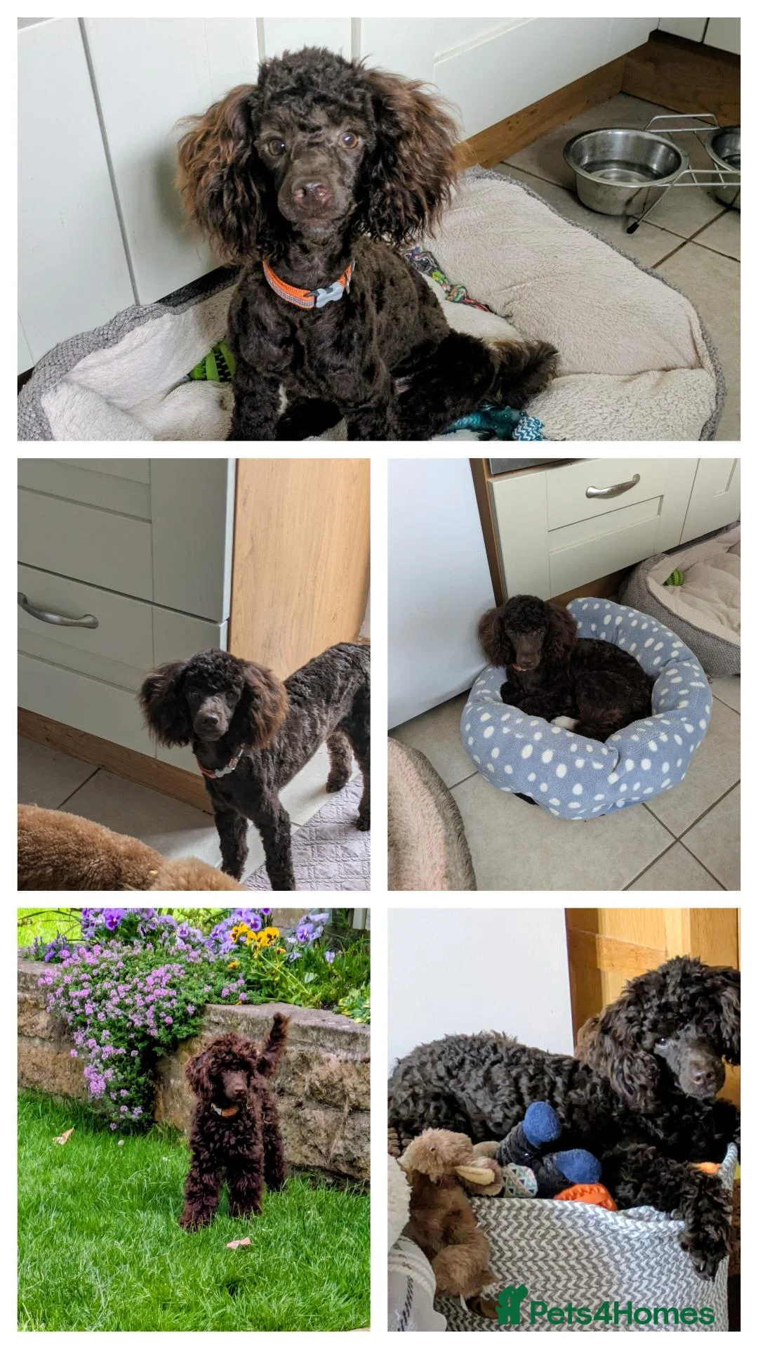 Toy Poodle dogs for sale: Toy poodle boy  - Advert 5