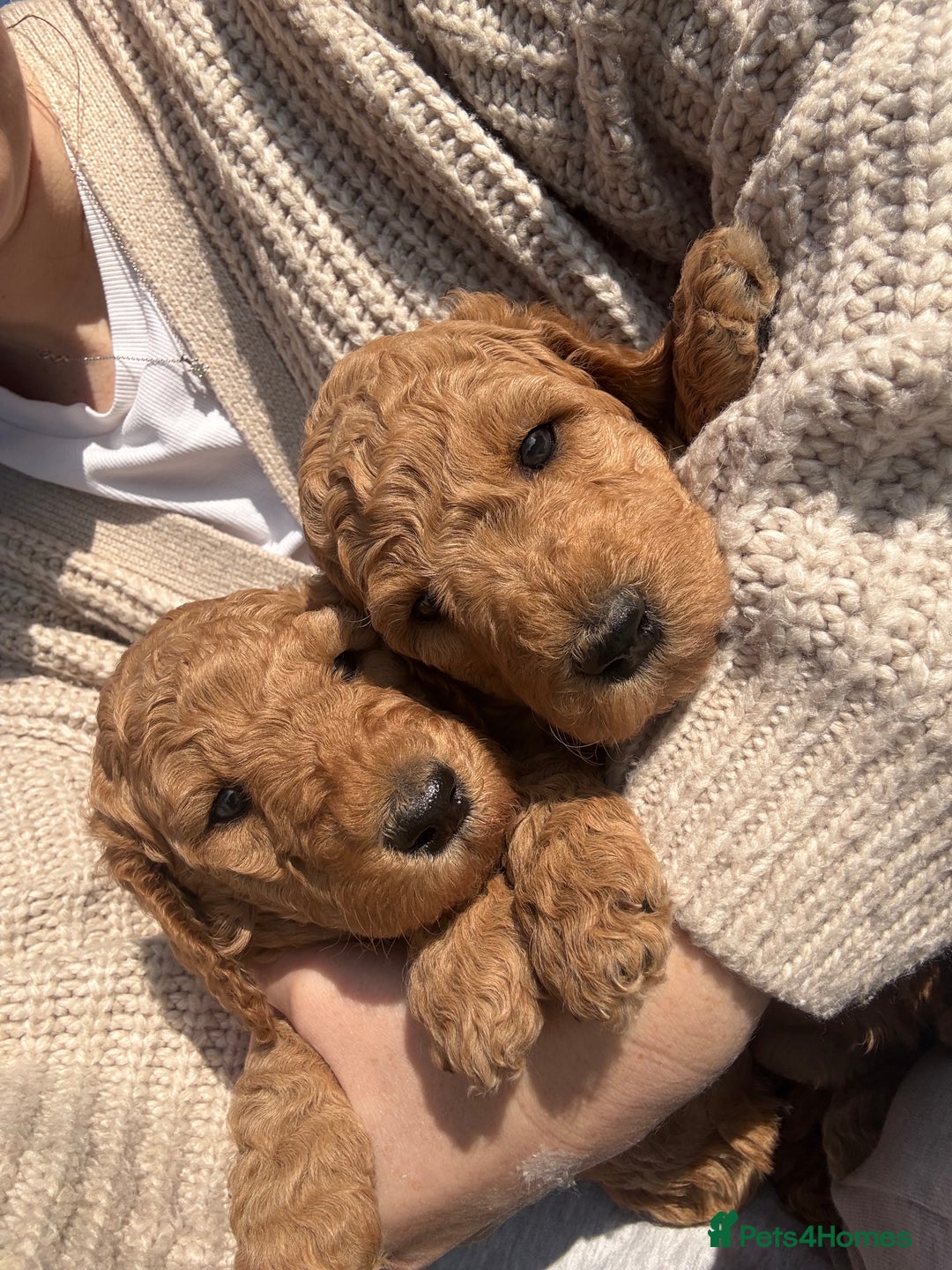 Irish Doodle dogs for sale: 6 beautiful F1b Irish Doodle puppies ❤️🐶 - Image 16