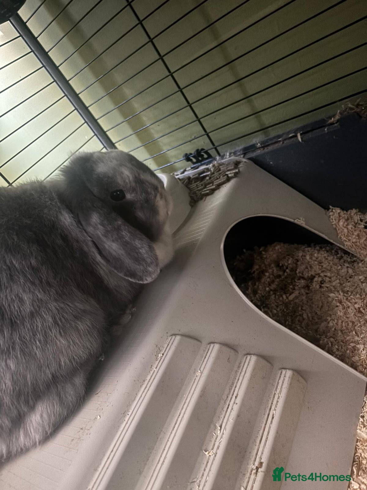 English Lop rabbits Bluie - Advert 2