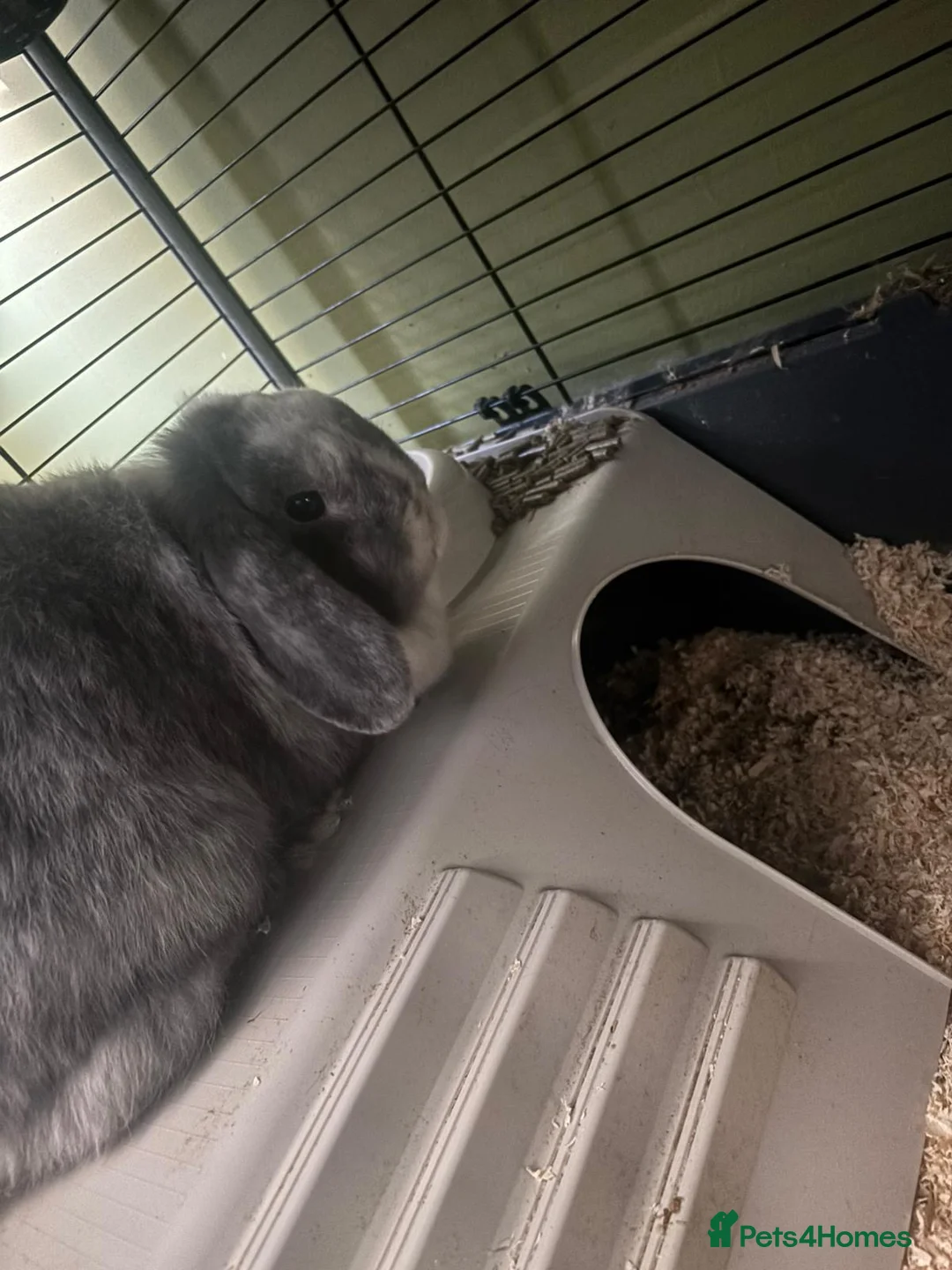 English Lop rabbits for sale: Bluie in Bolton - Advert 1