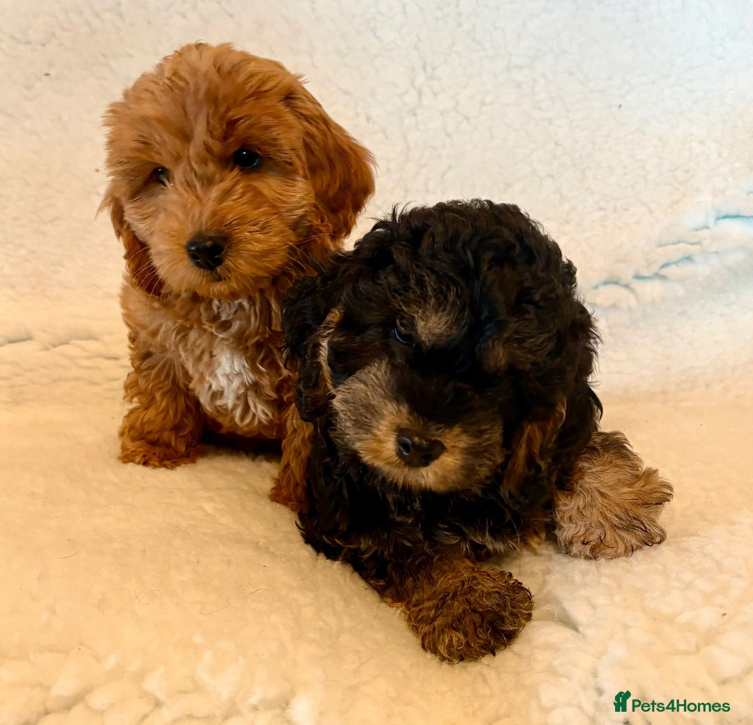 Cockapoo dogs for sale: F1 Cockerpoo Puppies  - Image 2